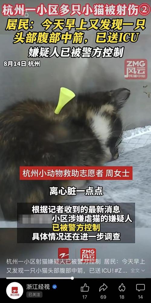 为什么用弓箭射猫「流浪猫身中10箭死亡视频」 电动车